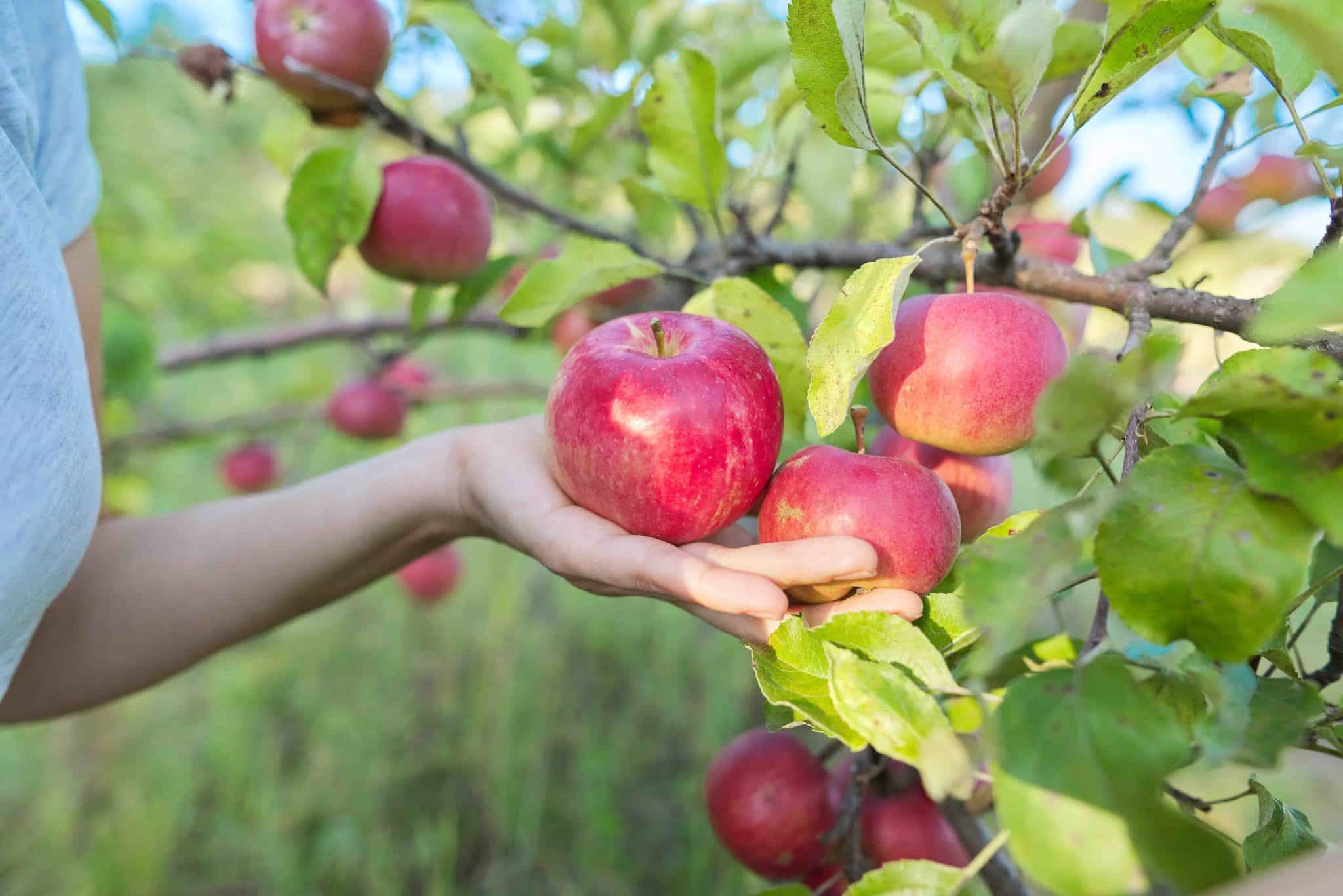 Nutritional Value of Manzana Delicia: A Complete Breakdown
